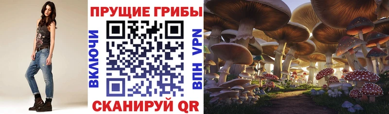 Купить  Чадан  Галлюциногенные грибы Magic Shrooms 